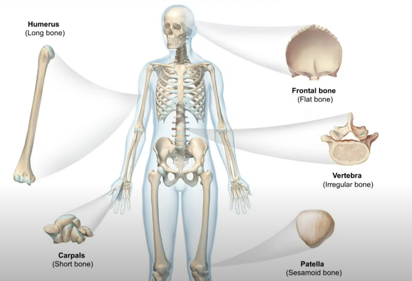뼈의 유형 및 종류